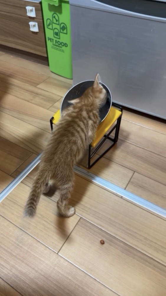 餌を食べる子猫