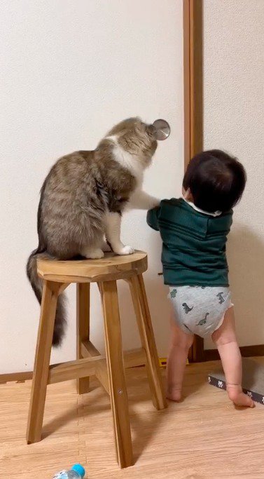 猫に手を触られて、手を引っ込める赤ちゃん