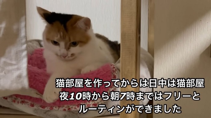 テロップ「猫部屋を作って～」