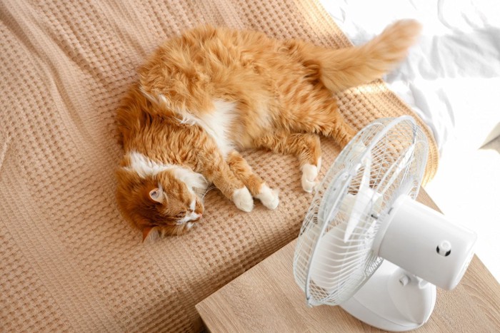 扇風機と猫