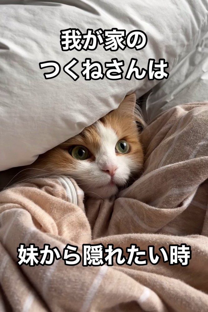 布団の中にいる猫