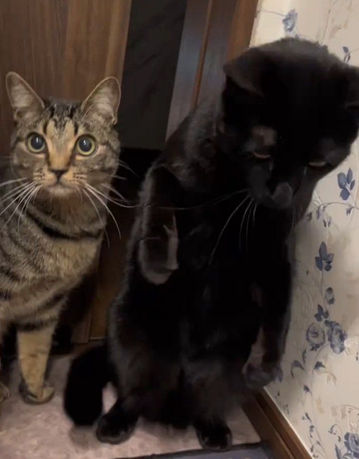 立つ猫と見上げる猫