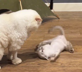 成猫を見つめながら、手足をばたつかせる子猫