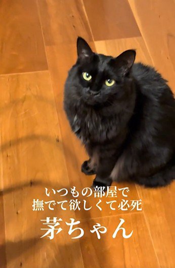 床に座っている猫