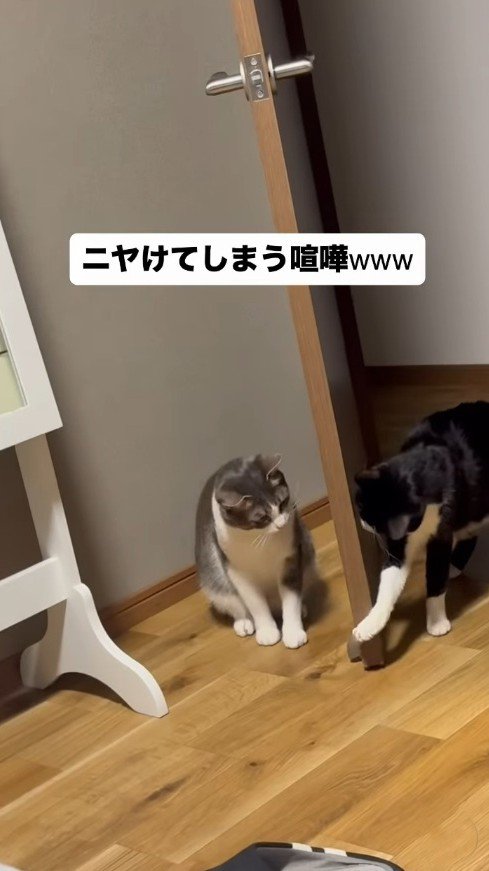 ドアの向こうにいるサバ白猫に気付いた白黒ハチワレ猫