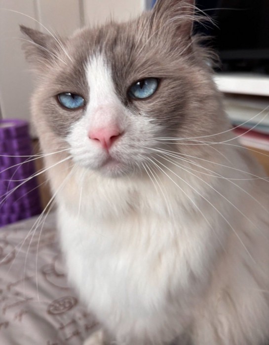 不満そうな表情の猫