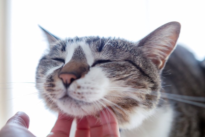 撫でられてゴロゴロいう猫
