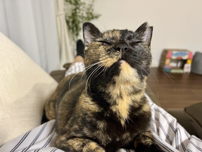 上を向く猫の顔