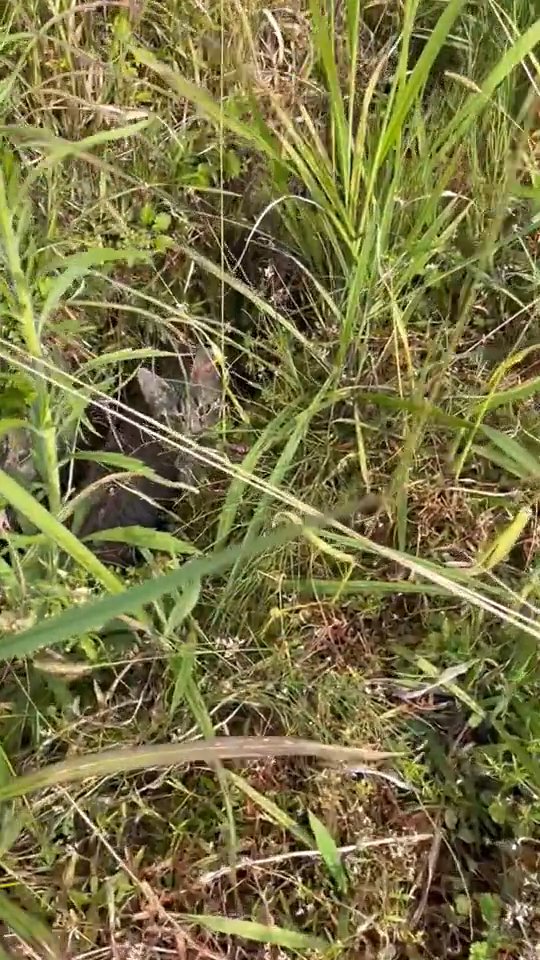 草むらの中にいる子猫