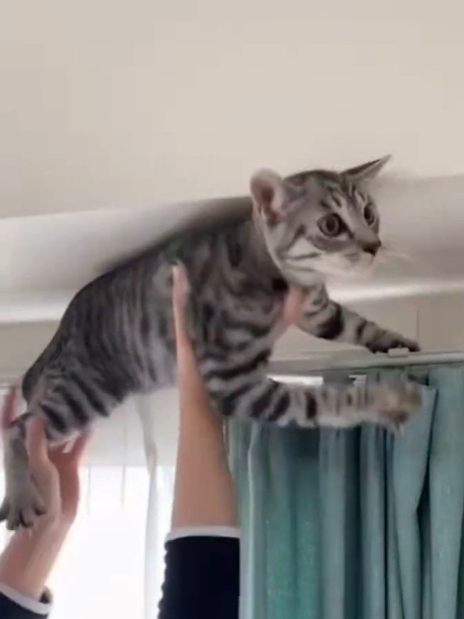 手で持たれる猫