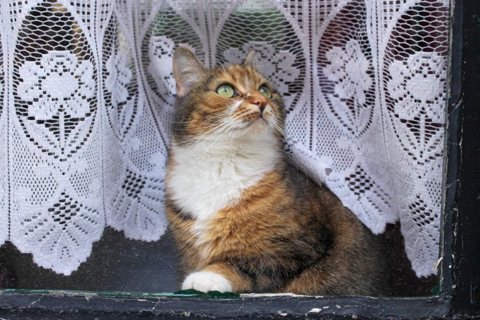 ベルギーのブルージュの窓辺にたたずむ猫