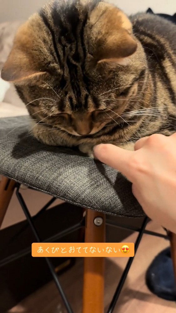 おててないないしている猫さん