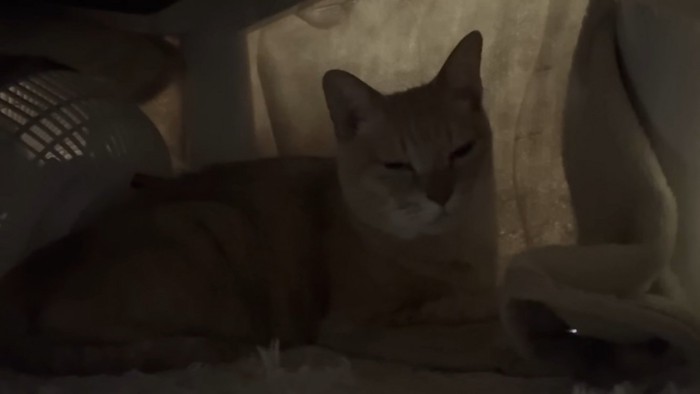 ベッドの中の茶トラ猫