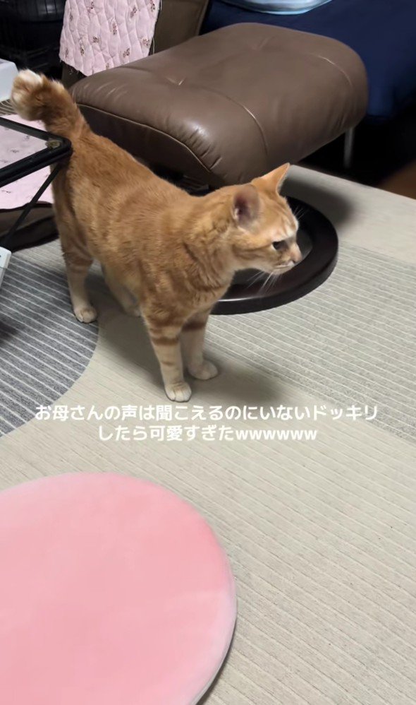 キョロキョロしている猫