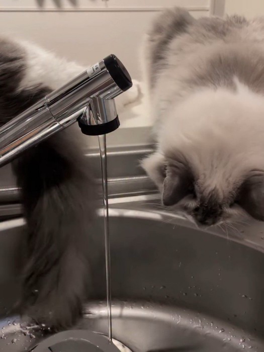 下を見ている猫