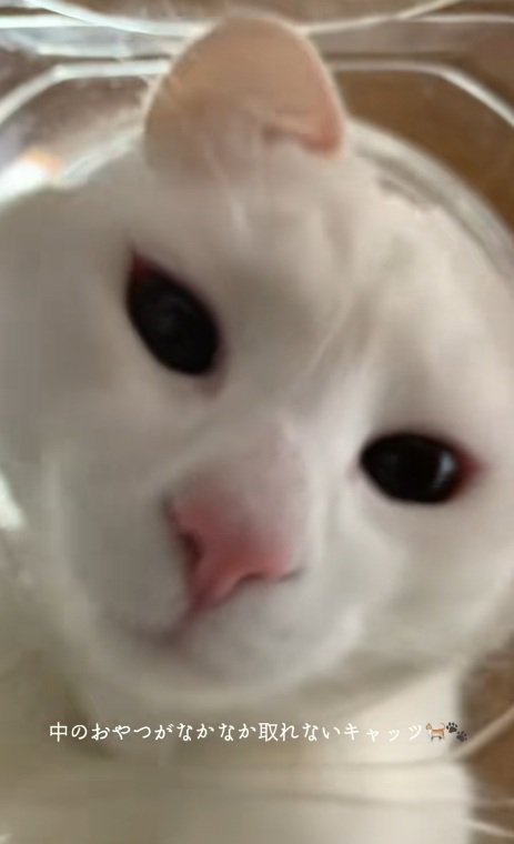 瓶の中に顔を入れる白猫