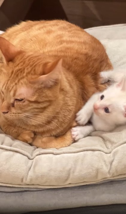 先住猫にくっつく子猫