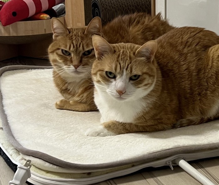 ホットカーペットに座る2匹の猫(目つきが悪い)