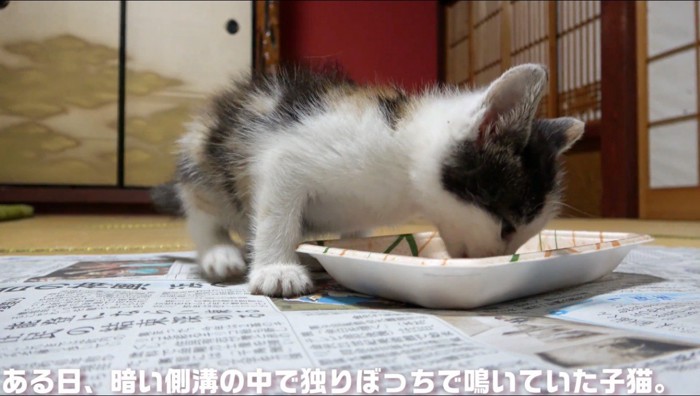 皿に乗ったごはんを食べる子猫