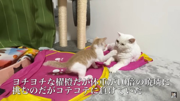 勝負を挑む保護子猫