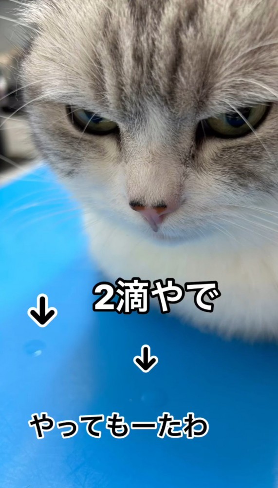 猫と水滴