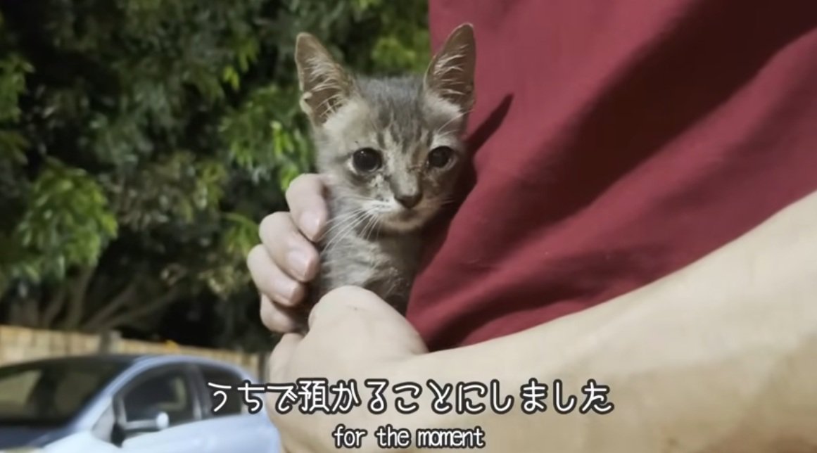 抱かれている子猫