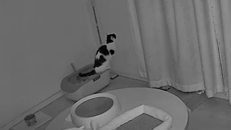 トイレに入っている猫