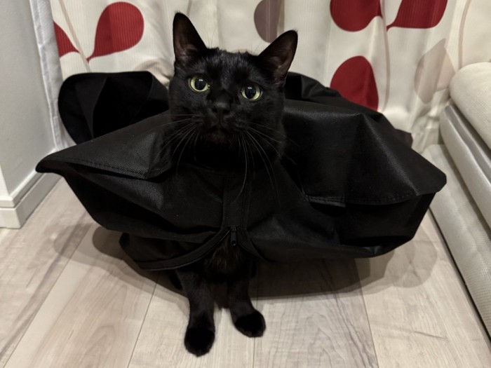 スーツカバーから頭を出して困った表情の黒猫