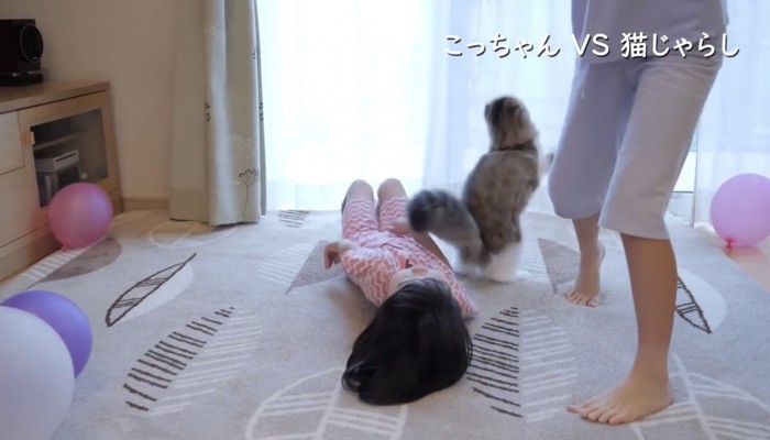 猫じゃらしを追いかけて〜