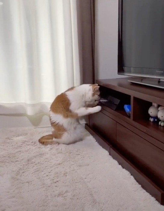 出てきたディスクをくわえる猫