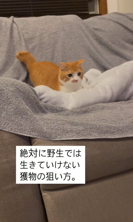 足をフミフミするセッタくん