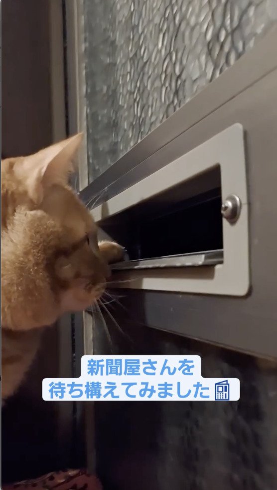 郵便受けに手を入れる猫