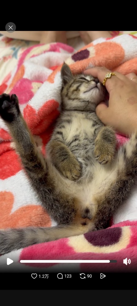 仰向けに転がった猫