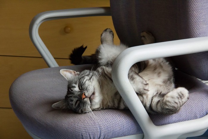オフィスチェアーで眠る猫