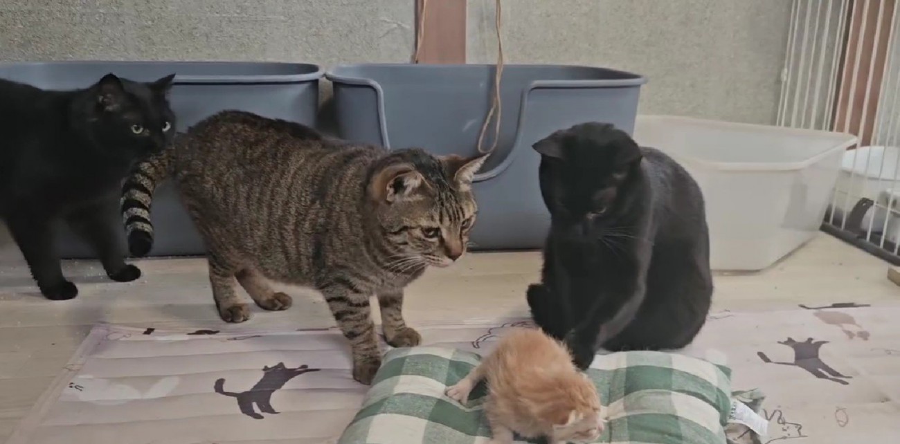子猫の周りに集まる猫たち