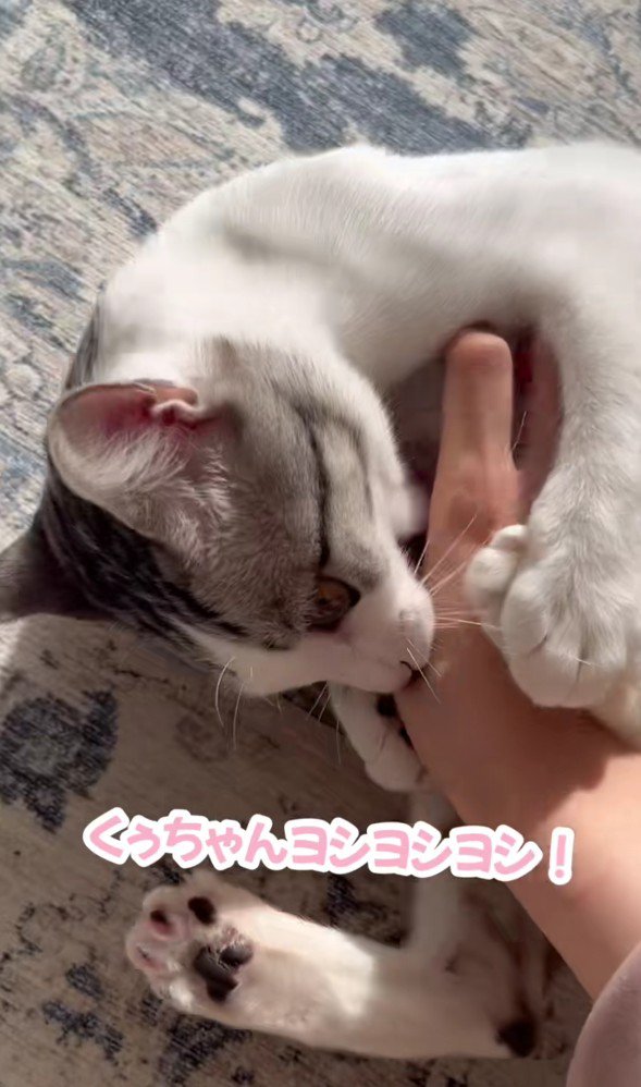 飼い主にじゃれつく猫