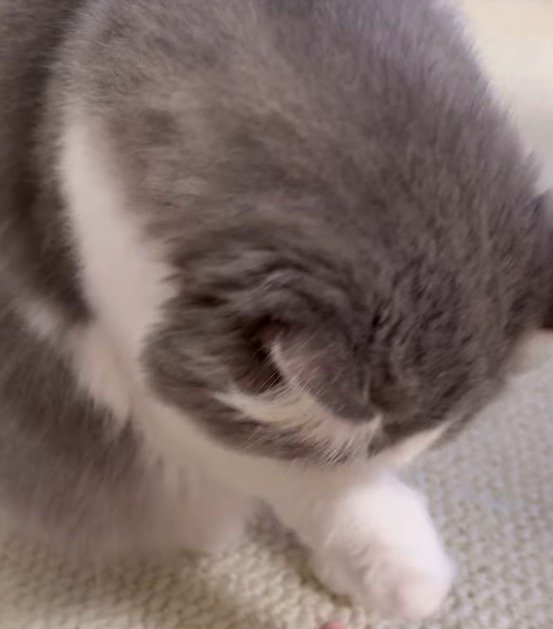 毛繕いをする猫