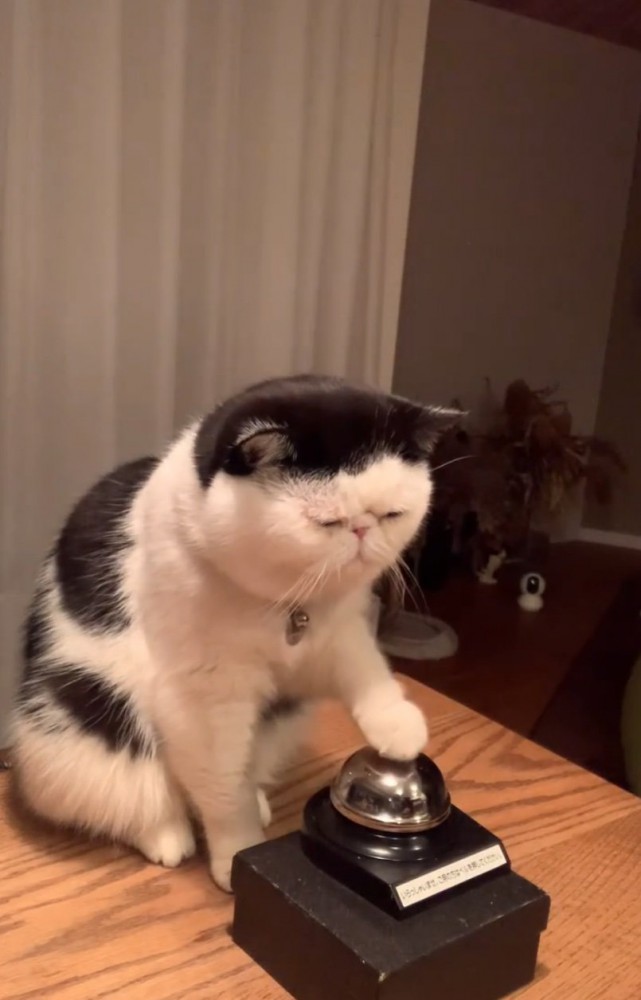ベルを鳴らす猫