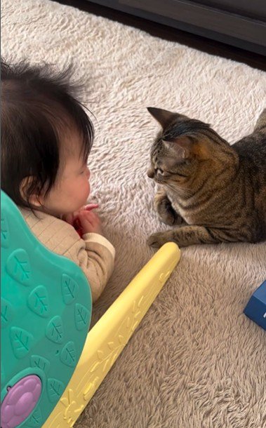 向かい合っている猫と赤ちゃん