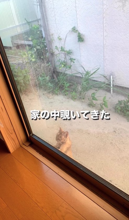 外から窓越しに家の中をのぞいている猫