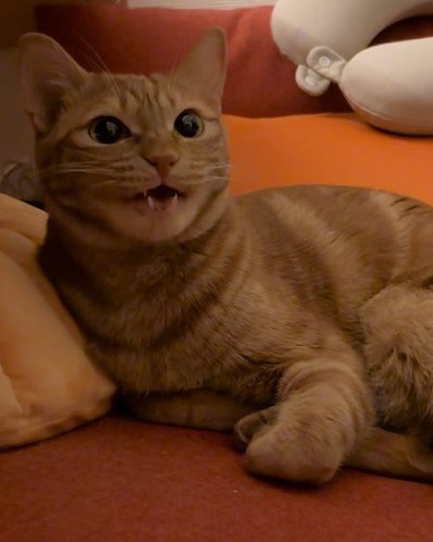 返事をする猫