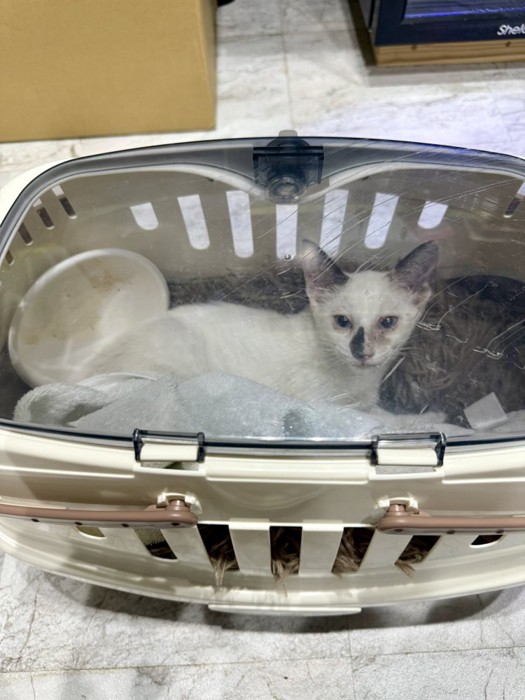 保護された頃のまめちゃん