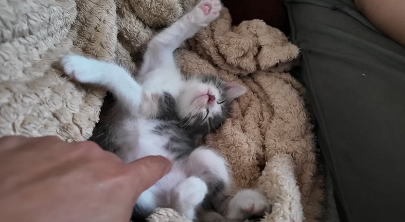毛布の上でお腹を見せて眠る子猫