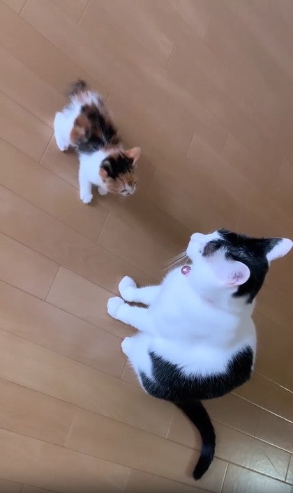 座る2匹の猫