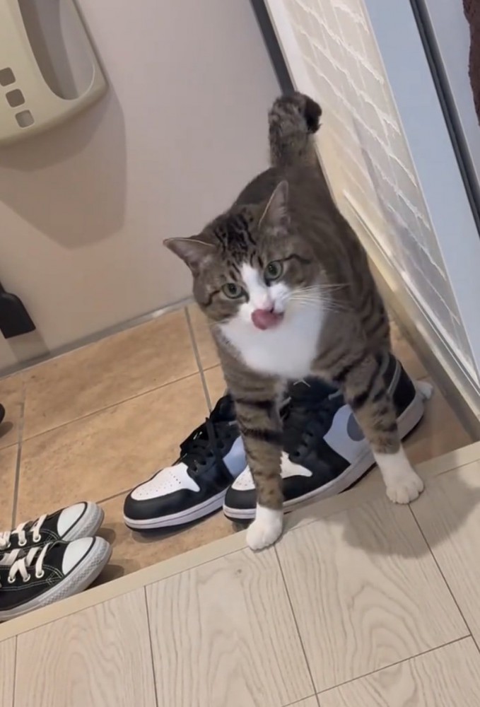 満足そうな猫