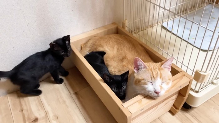 むぎくんと子猫姉弟