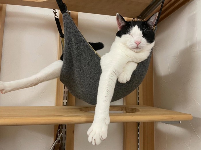 ハンモックで寝る猫
