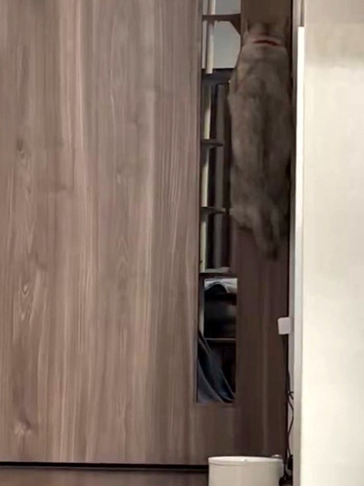 猫が大ジャンプした瞬間