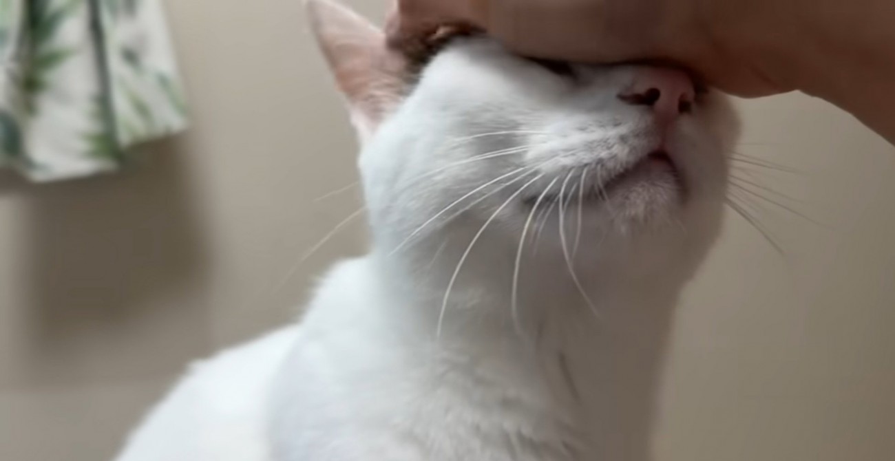撫でられて気持ちよさそうな猫