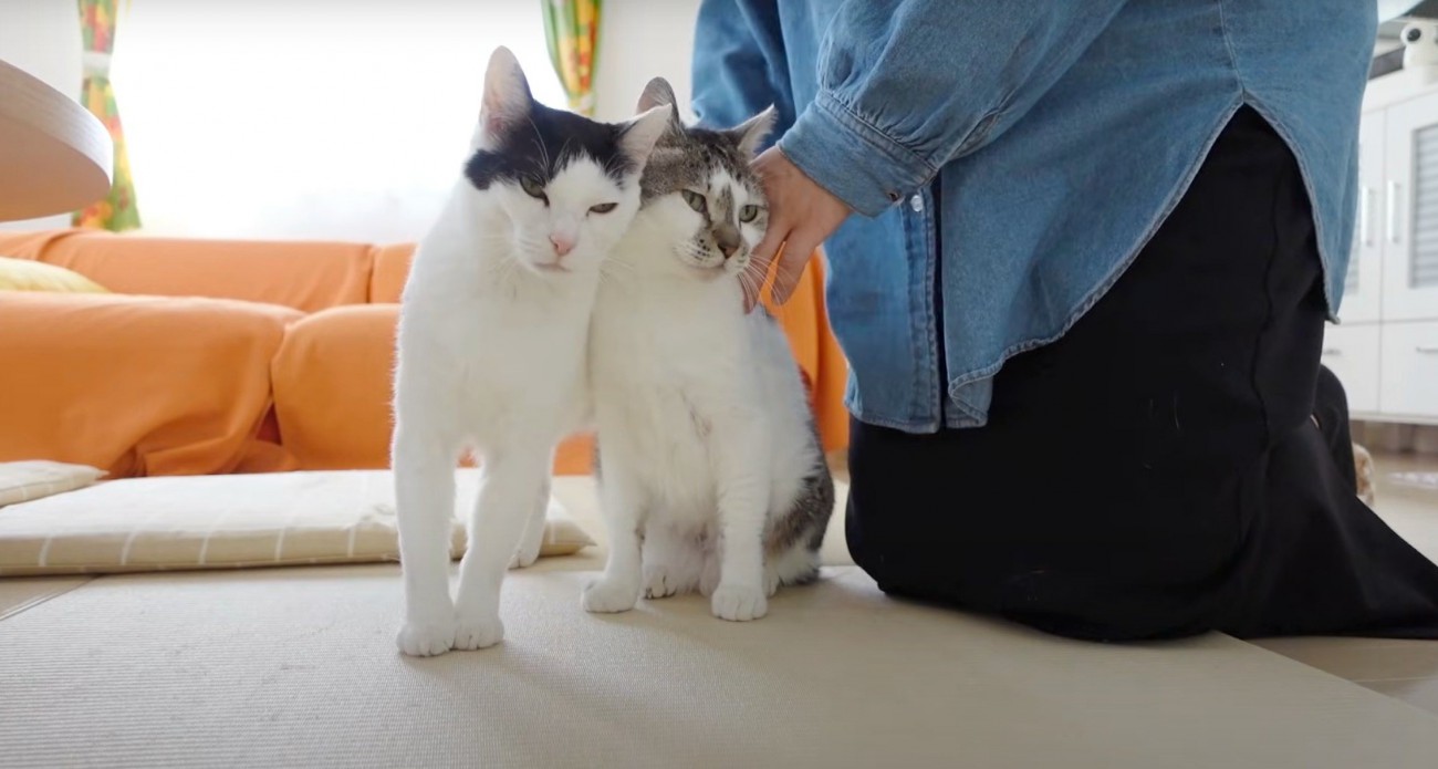 撫でてもらう2匹